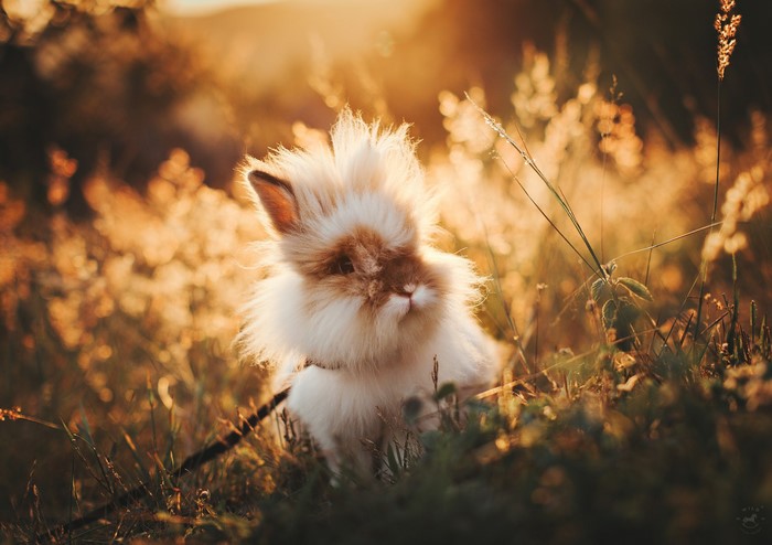 Fluffy rabbit in golden hour light