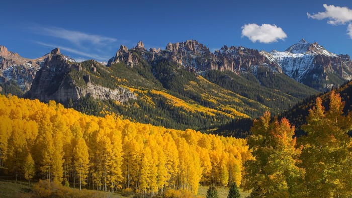 Autumn Aspen Forest Below Rocky Mountains in Colorado