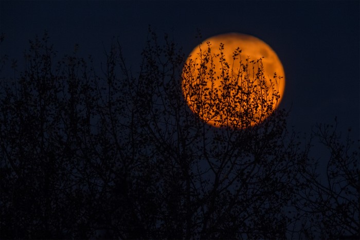 Orange moon behind silhouetted trees