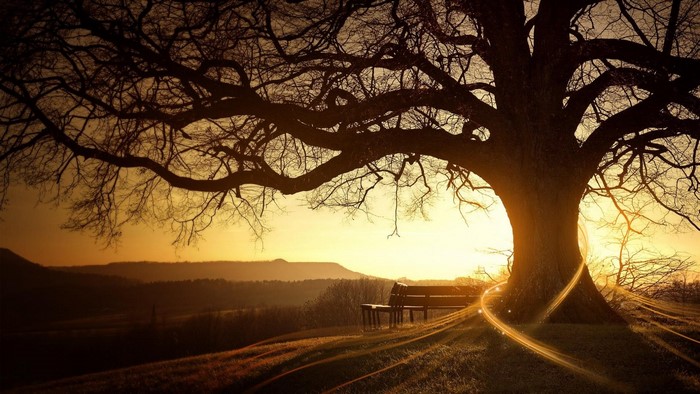 Silhouette of a large tree with a bench at sunrise