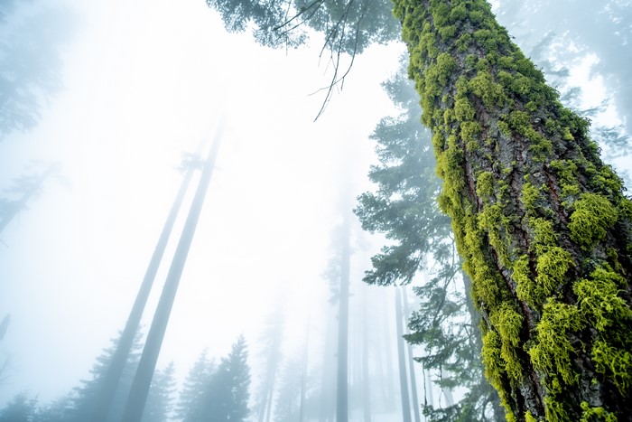 Mossy Tree Trunk in Foggy Forest