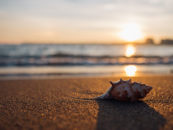 Seashell on a beach at sunset
