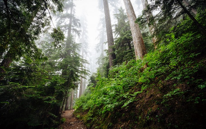4K forest landscape at Snoqualmie Pass, USA