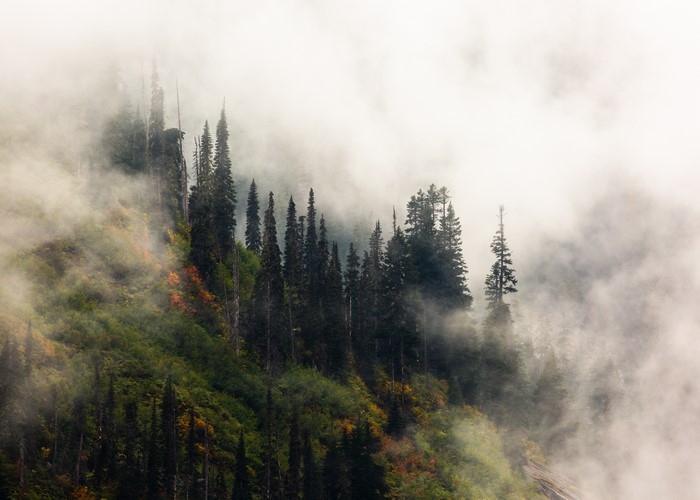 4K trees landscape at Snoqualmie Pass, USA