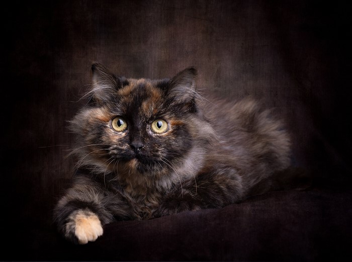Tortoiseshell cat with yellow eyes on dark background