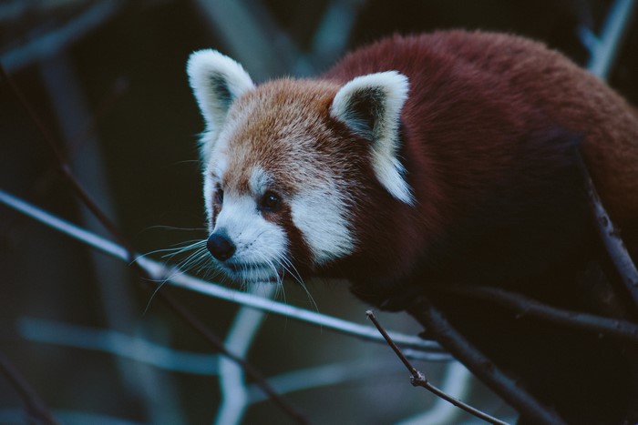 Red panda in a tree