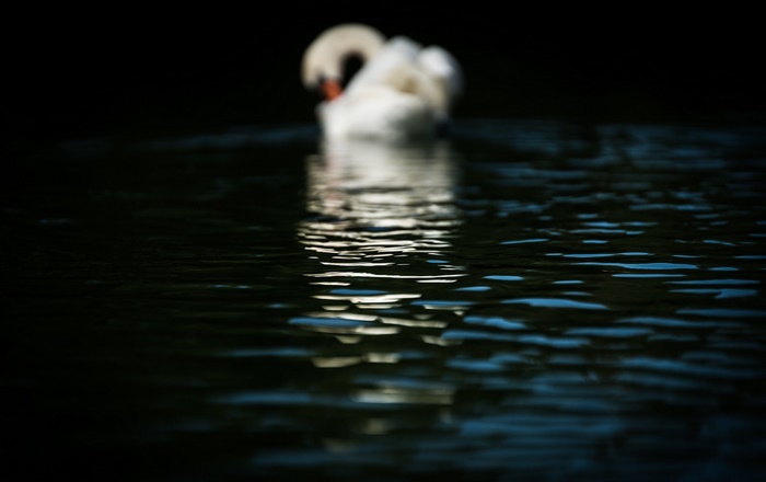 Swan swimming in dark water