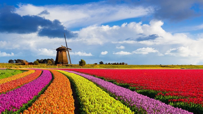 Tulip field with windmill in the Netherlands
