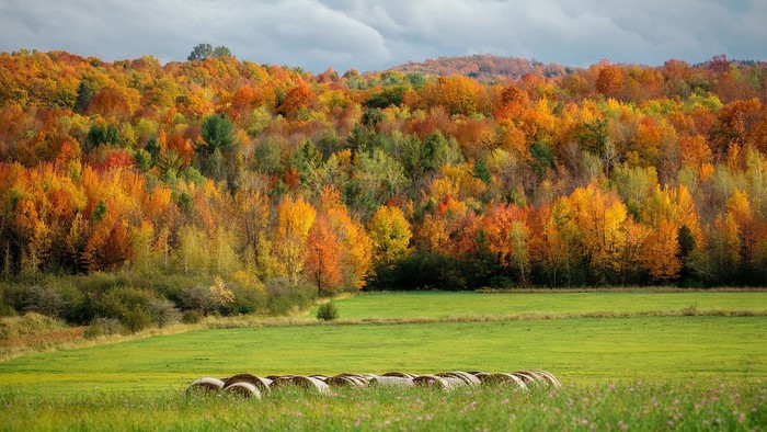 Autumn forest landscape with hay bales in Quebec, Canada
