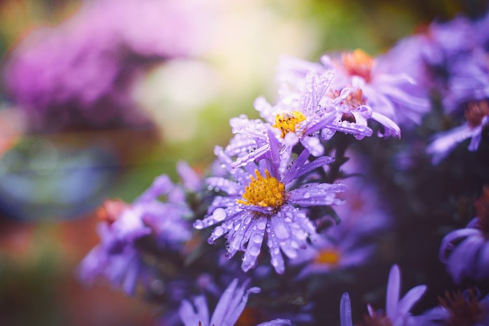 Purple flowers with water drops in nature