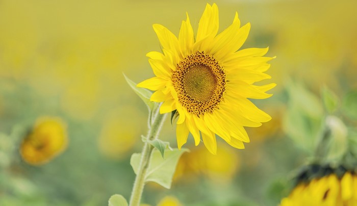 Close-up of a bright yellow sunflower in a field