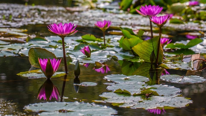 Pink water lilies blooming on a pond