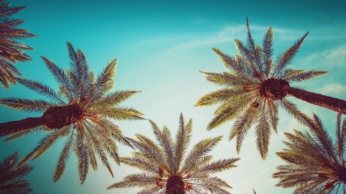 Palm trees against a cyan sky