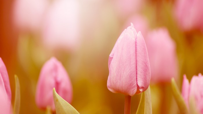 Pink tulips in a garden with blurred background