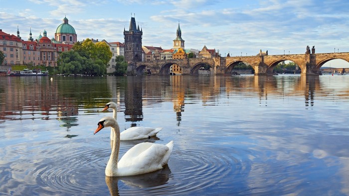Two swans in the Vltava River with Charles Bridge in Prague