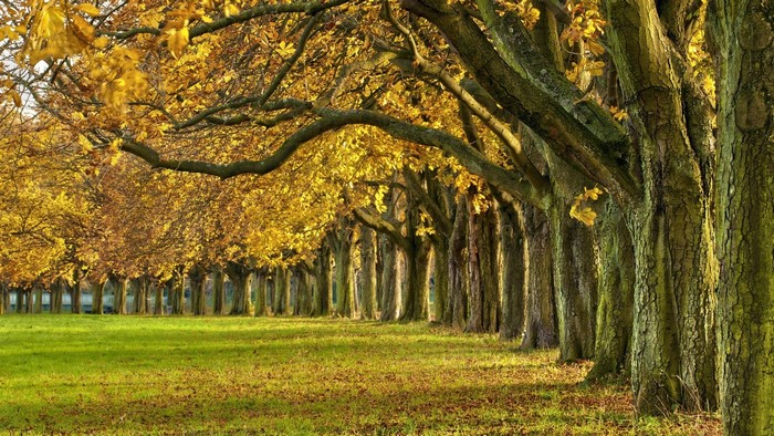 Autumn trees lining a grassy park with fallen leaves