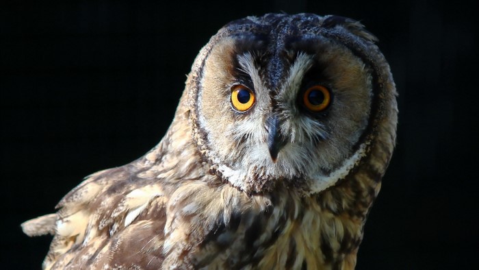 Close-up of a Long-eared Owl with bright orange eyes