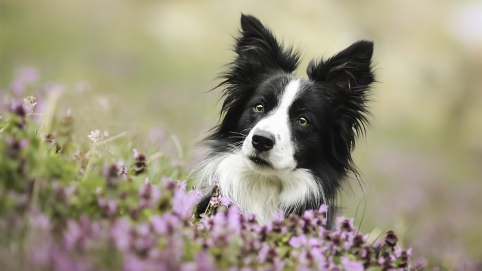 Border collie dog in a field of purple flowers