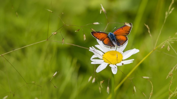 Orange butterfly on a white daisy flower