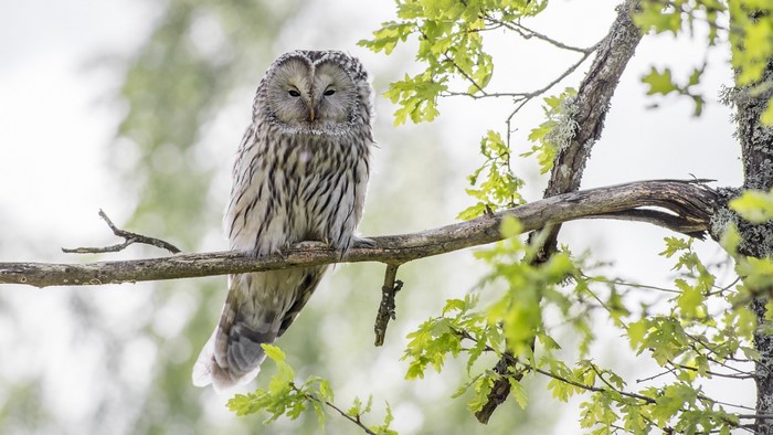 Ural owl perched on a tree branch