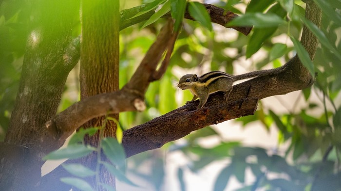 Squirrel on a tree branch with green leaves