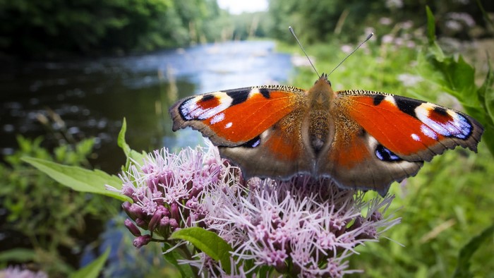 Peacock butterfly on a flower by a river