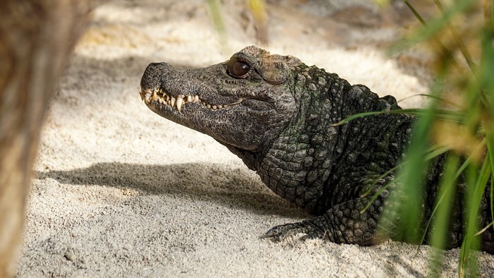 A crocodile rests on sandy ground near foliage