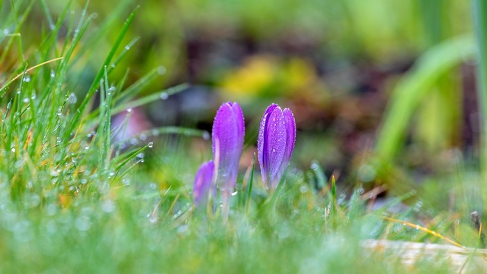 Purple crocuses with water droplets in green grass