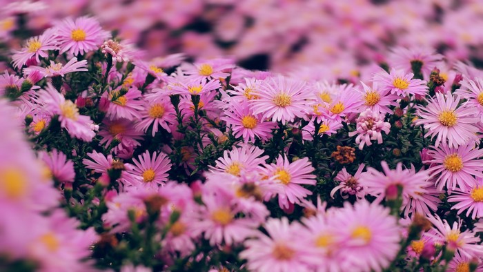 Close-up of pink asters with yellow centers