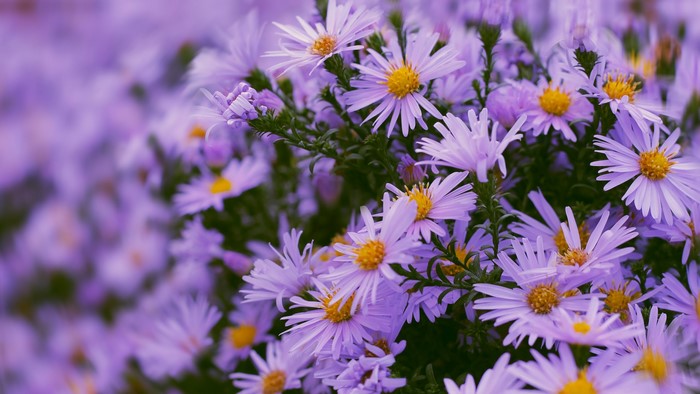 Purple asters with yellow centers in a field