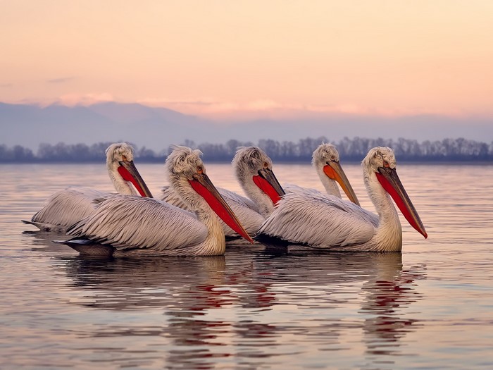 Five pelicans swimming in calm water at sunset