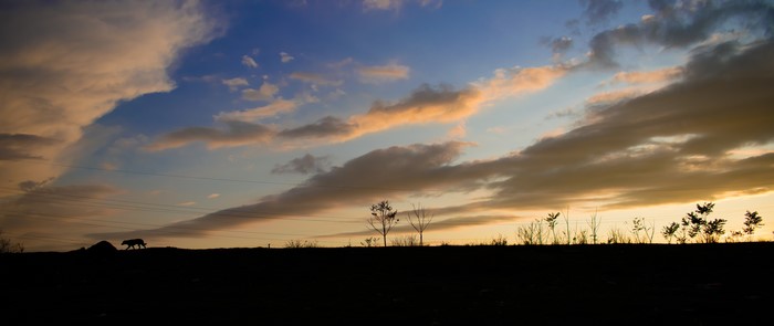 Dog walking on horizon at sunset