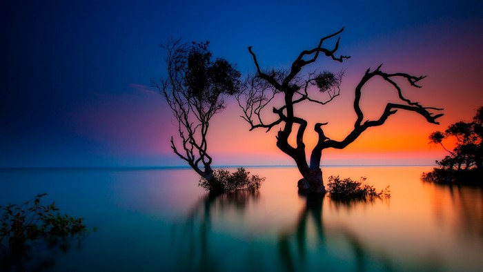 Silhouetted trees in water at sunset, Rainbow Beach, Australia