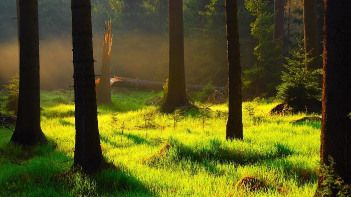 Sunlight filtering through trees in a misty forest