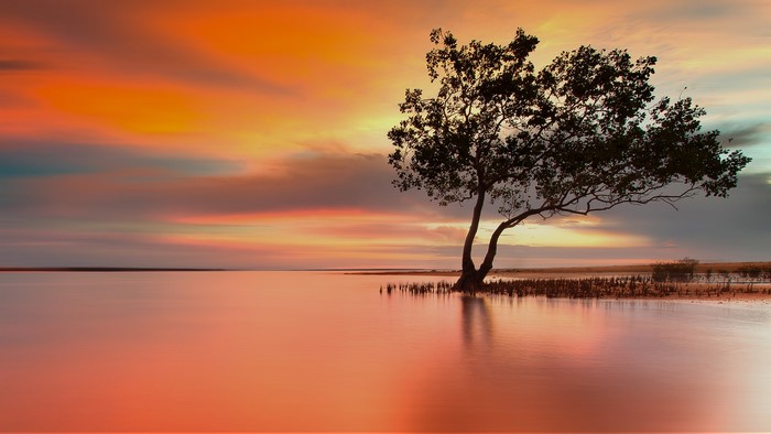 Silhouette of a tree on a calm body of water during sunset