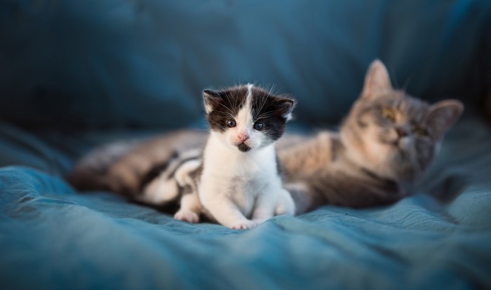 Kitten and mother cat on a blue blanket