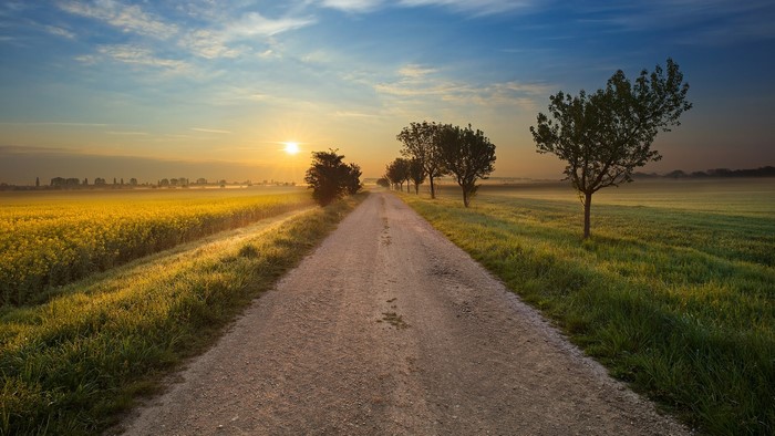 Sunrise over a dirt road with yellow flower fields and trees