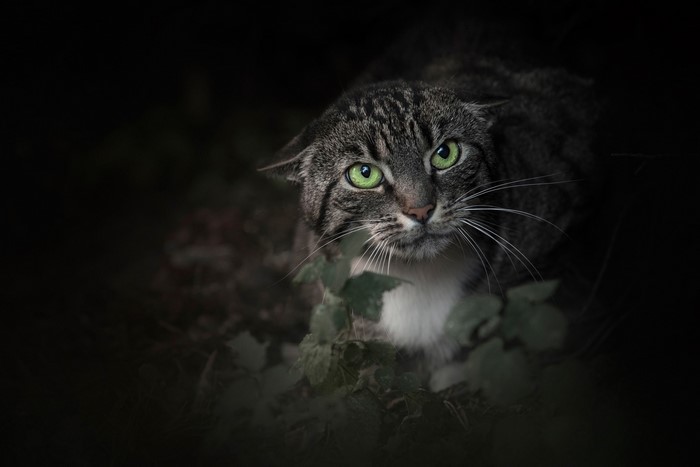 A tabby cat with bright green eyes in the dark