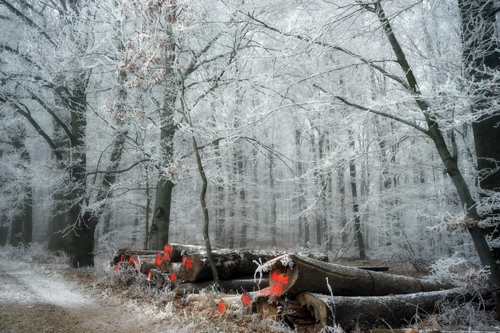 Frosted trees and cut logs in a winter forest