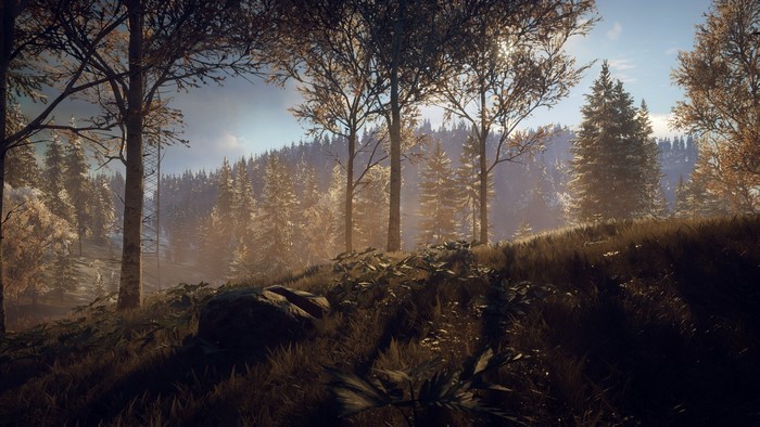 Forest landscape with sunlit trees and hills