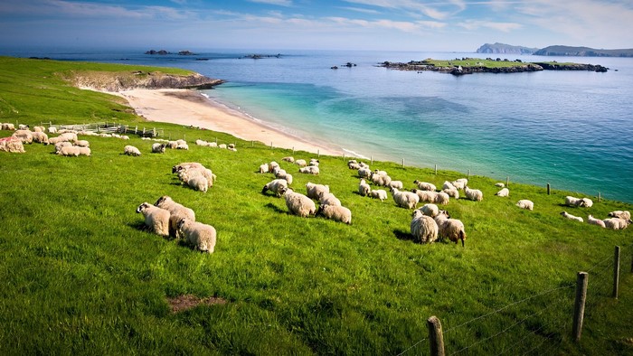 Sheep grazing on a grassy hill overlooking the sea near Blasket Islands