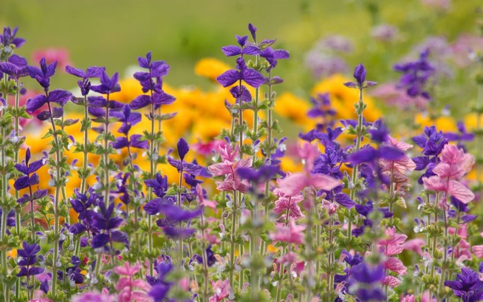 Purple and pink flowers in a field with yellow flowers