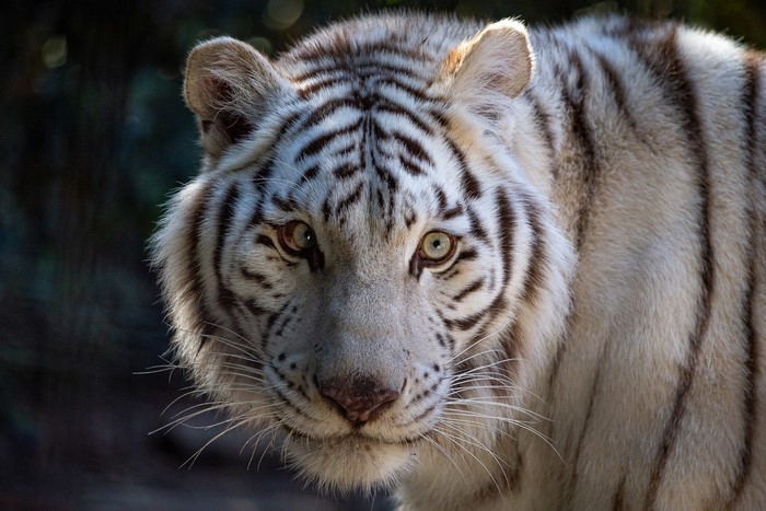 Close-up of a white tiger's face