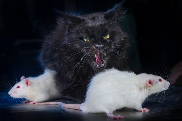 Black cat hissing at two white rats