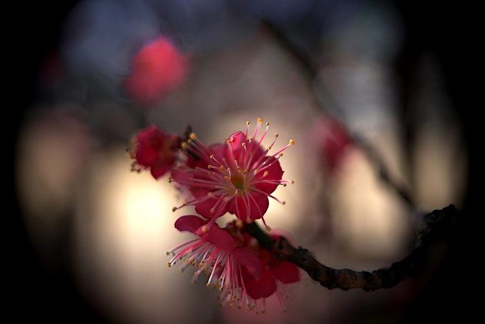 Close-up of pink plum blossoms on a branch