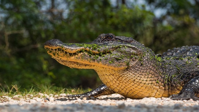Alligator covered in green algae on a sunny day