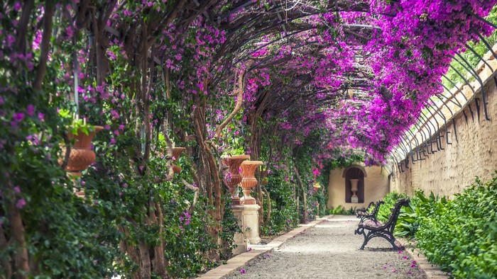 Garden path with purple flowers and benches