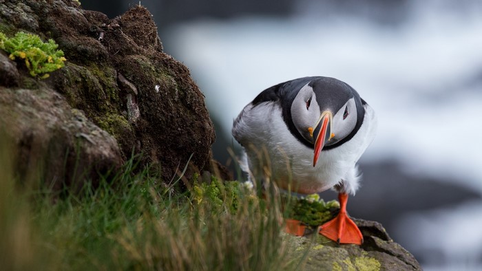 Puffin bird on a rocky cliff