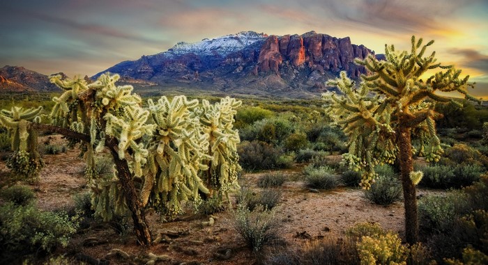 Cholla cactus in front of snow-capped Superstition Mountains, Arizona