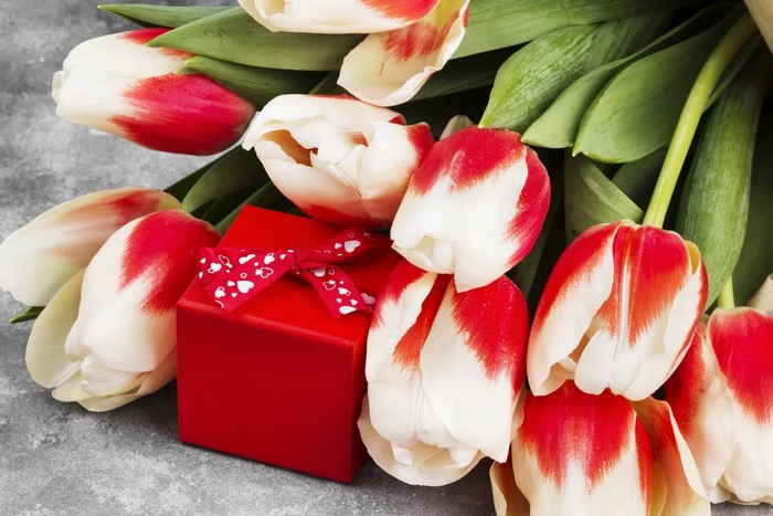Red and white tulips with a red gift box